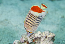 Butterflyfishes